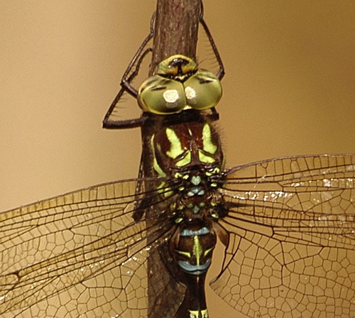 Male
15 Nov 2005  Douglas